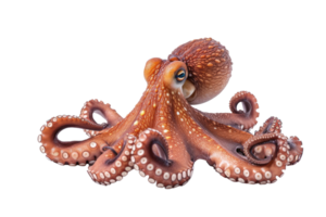 AI generated Octopus isolated on transparent background png