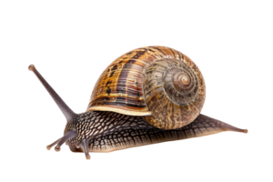 AI generated snail isolated on transparent background png