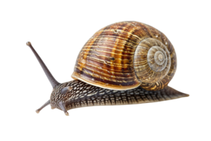 AI generated snail isolated on transparent background png