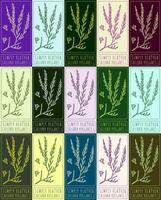 Set of vector drawing COMMON HEATHER in various colors. Hand drawn illustration. The Latin name is CALLUNA VULGARIS L.