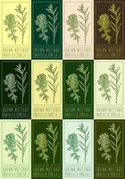 Set of vector drawing BROWN MUSTARD in various colors. Hand drawn illustration. The Latin name is BRASSICA JUNCEA L.