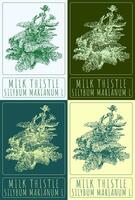 Set of vector drawing MILK THISTLE in various colors. Hand drawn illustration. The Latin name is SILYBUM MARIANUM L.