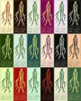 Set of vector drawing CHINESE GINSENG in various colors. Hand drawn illustration. The Latin name is PANAX GINSENG L.