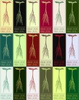 Set of vector drawing KOREAN GINSENG GINSENG in various colors. Hand drawn illustration. The Latin name is PANAX GINSENG L.