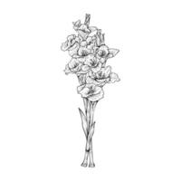 Hand drawn gladiolus flower stems illustration isolated on white background vector