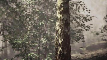 un árbol en el medio de un bosque video