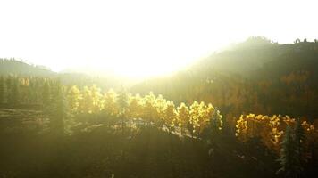 zonlicht streaming door bomen in een berg landschap video