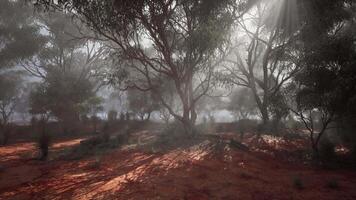 un misterioso y encantador brumoso bosque con denso árbol cobertura video