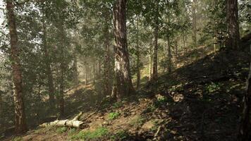 Sunlight streaming through a beautiful birch forest video