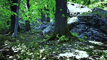 A serene forest landscape with majestic trees and scattered rocks video