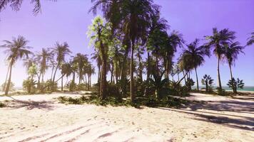 palm bomen zwaaiend Aan een mooi strand video