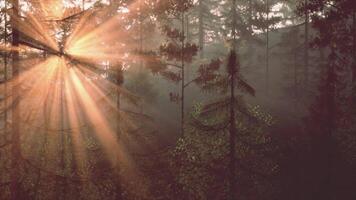 luce del sole streaming attraverso il alberi nel un' lussureggiante foresta video