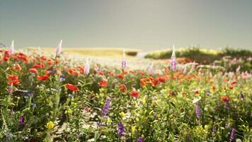 ein beschwingt Feld von rot und lila Blumen video