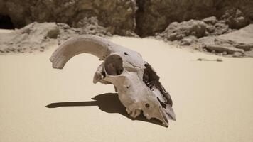 An animal skull on a sandy beach with rocks in the background video