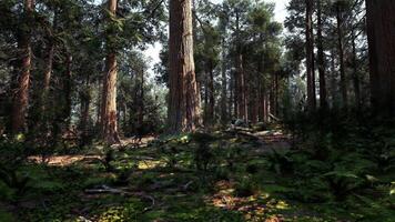 A dense and majestic forest with towering trees video