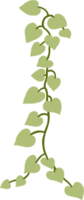 hiedra planta dibujo ilustración. png