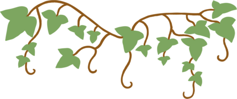 ivy plant drawing illustration. png