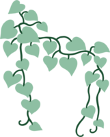 ivy plant drawing illustration. png