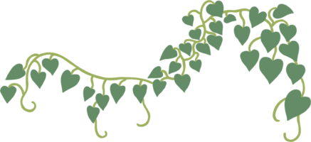 ivy plant drawing illustration. png