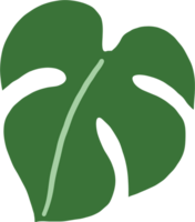 Simplicity monstera leaf freehand drawing flat design. png