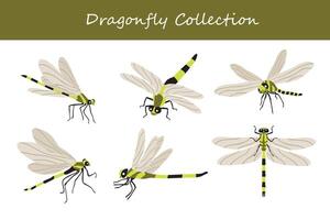 dragonfly vector illustration set. Cute dragonfly isolated on white background.