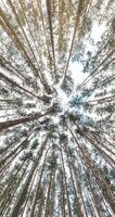 verticaal spinnen en draaiing en op zoek omhoog in pijnboomgaard Woud. bomen groeit in lucht video