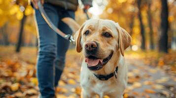 AI generated Park setting with hands holding a leash, taking a dog for a leisurely walk photo