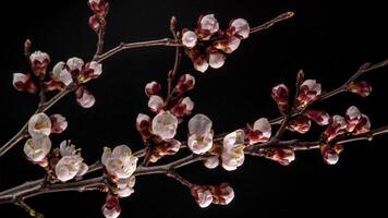 vår blommor öppning. skön vår aprikos träd blomma öppen timelapse, stänga upp. blomning bakgrund på svart bakgrund video