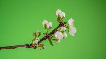 Zeitraffer von Frühling Blumen Öffnung. schön Frühling Apfelbaum blühen offen. Weiß Blumen blühen auf Grün Hintergrund. Makro Schuss. video