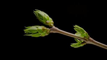 time-lapse van boom takken met opening bladeren knoppen. groeit wijnstok Afdeling Aan zwart achtergrond. video