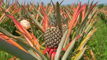 närbild av en ananas, en tropisk frukt i en naturlig plantage fält. video