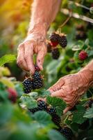 AI generated Man Picking Blackberries From Bush photo