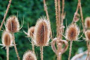 Wild teasel in front of a green hedge photo