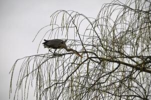 garza en un árbol caza para presa foto