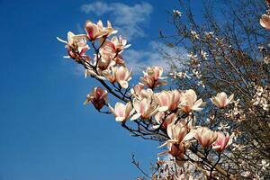 rosado magnolia árbol en primavera foto