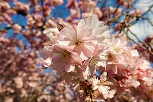 Colorfull cherry blossoms in spring closeup photo