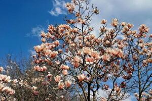 Pink magnolia blossoms on a magnolia tree photo