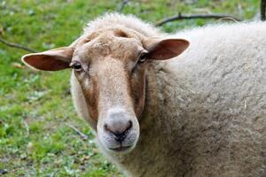 Close up of a sheep looking towards the photographer photo