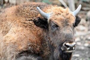 Wisent head close up photo