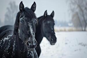 ai generado retrato de dos negro caballos en invierno foto