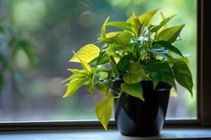 AI generated Lush green potted plant on a window sill photo