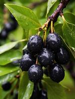 AI generated Ripe black olives on the tree with green leaves and water drops, close up view. photo