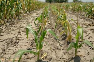 AI generated Low maize yields, dry cracked soil due to global warming photo