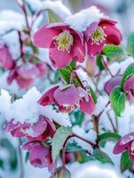 AI generated Helleborus flowers with snow in garden. Hellebore winter rose blooms photo