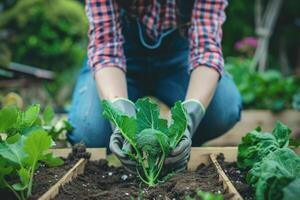 AI generated Female gardener farmer planting broccoli seedling on a home garden with raised garden bed photo