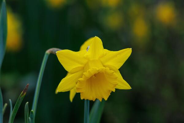 spring time in westphalia