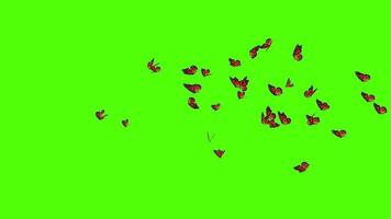 Butterfly green screen video free download