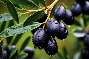 AI generated Ripe black olives on the tree with green leaves and water drops, close up view. photo