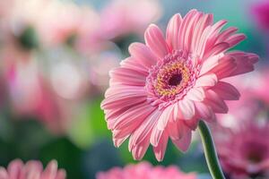 AI generated Pink Gerbera, Floral background and spring is coming soon. photo