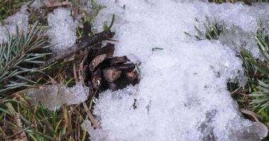 Macro time-lapse shot of shiny melting snow particles turning into liquid water and unveiling branch Christmas tree, pine cone and green grass. Change of season from winter to spring in the forest. video